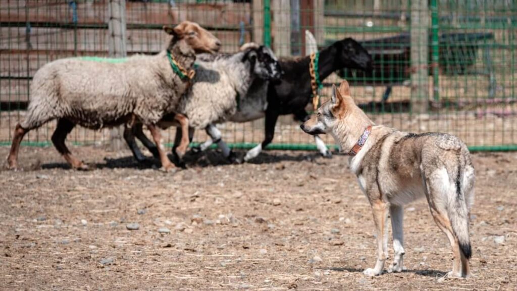 Czechoslovakian Vlciak herding sheep