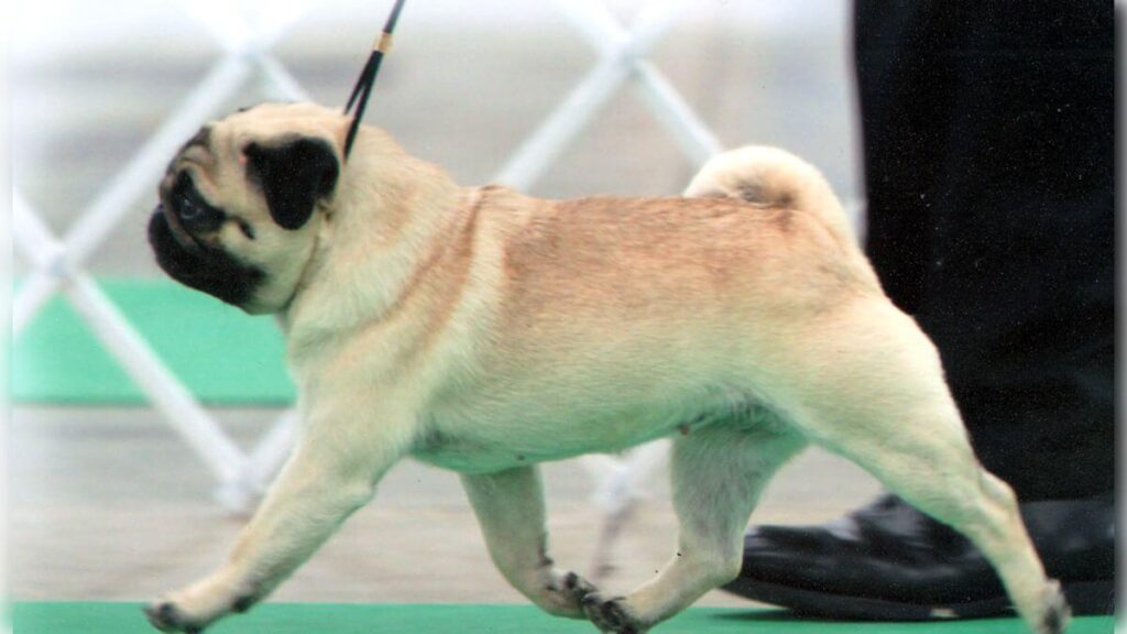 Pug in the conformation show ring.