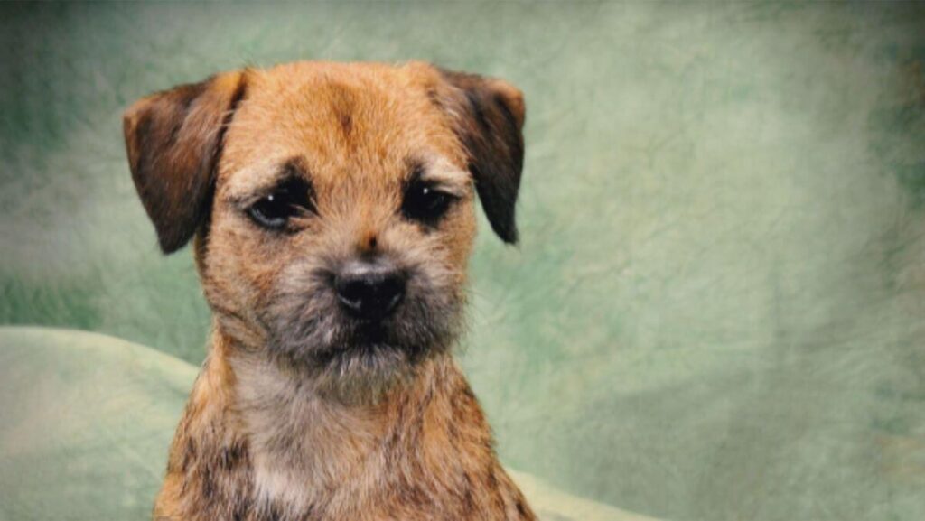Border Terrier