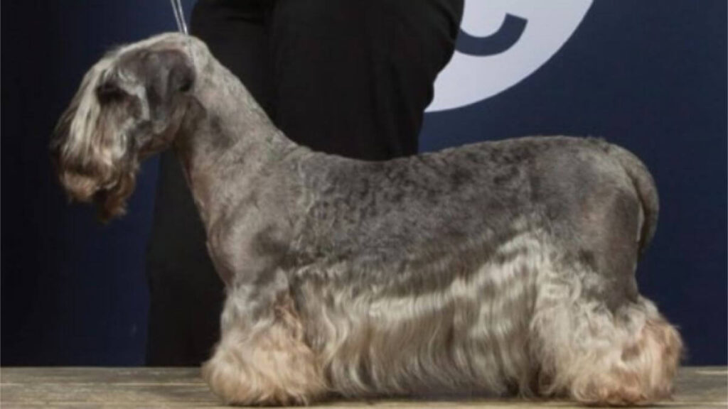 Cesky Terrier
