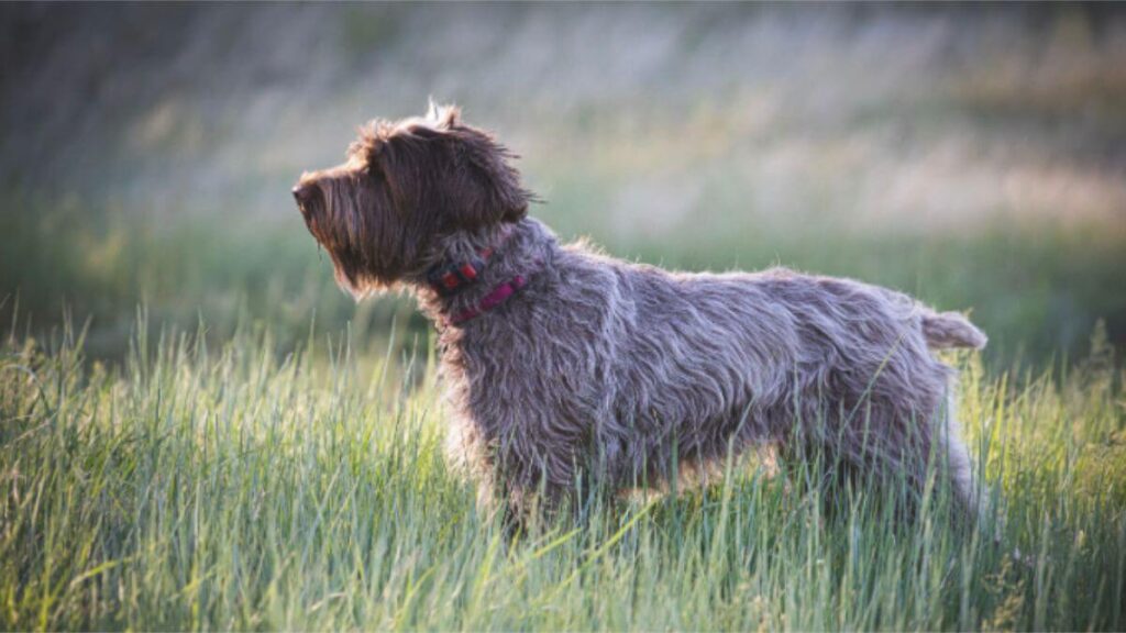 Wirehaired Pointing Griffon