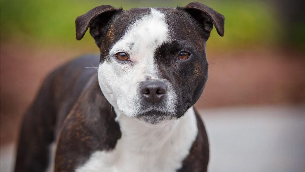 Staffordshire Bull Terrier