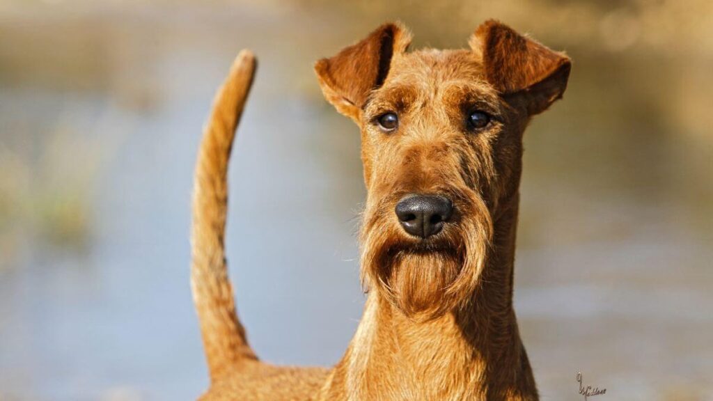 Irish Terrier