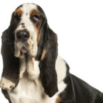 Basset Hound