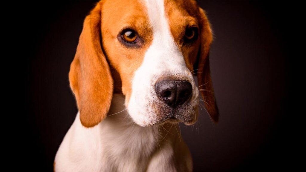 Beagle