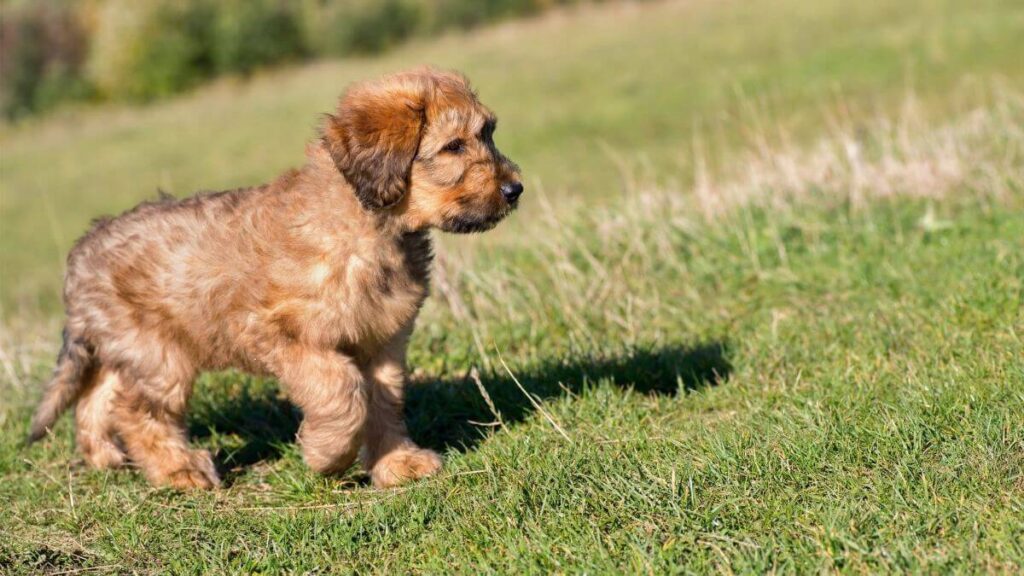 Briard Dog