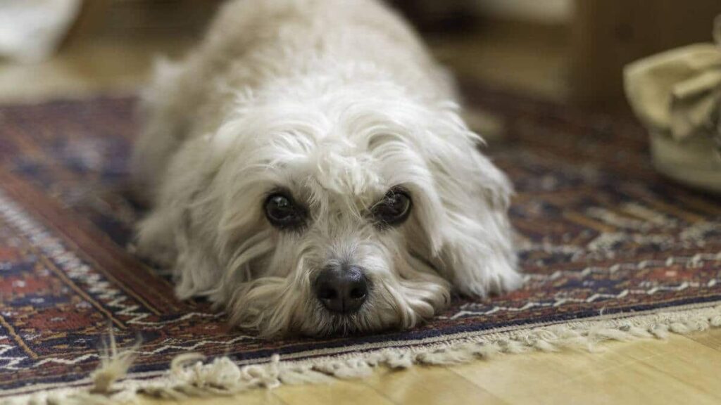 Mustard Dandie Dinmont close up. Mustard Dandie Dinmont Terrier, lying flat on a rug, looking straight at the Camera.
