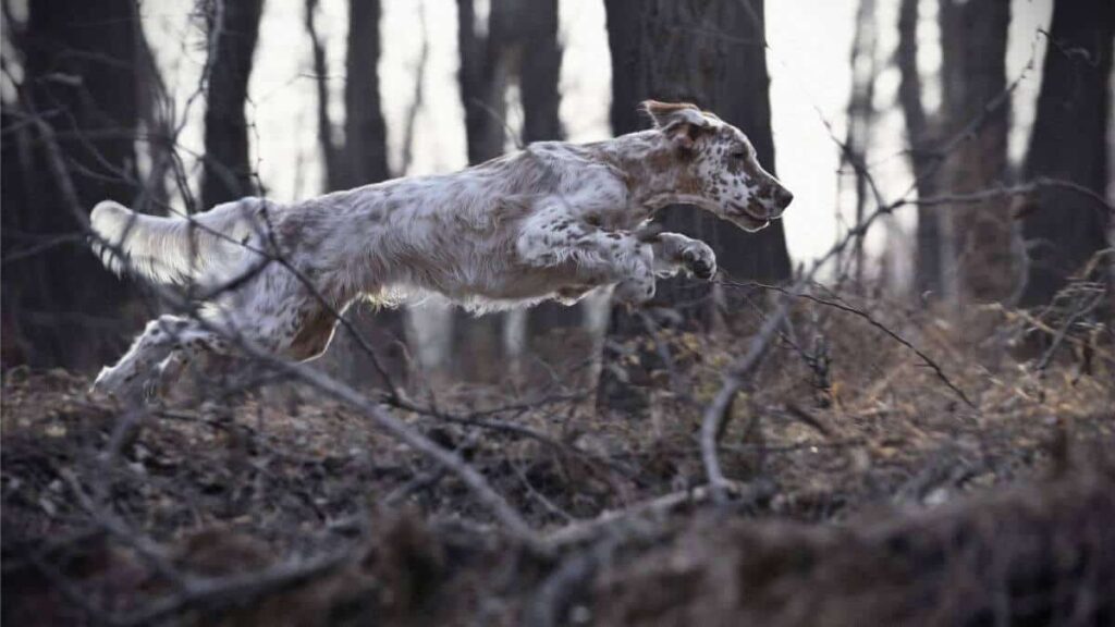 English Setter