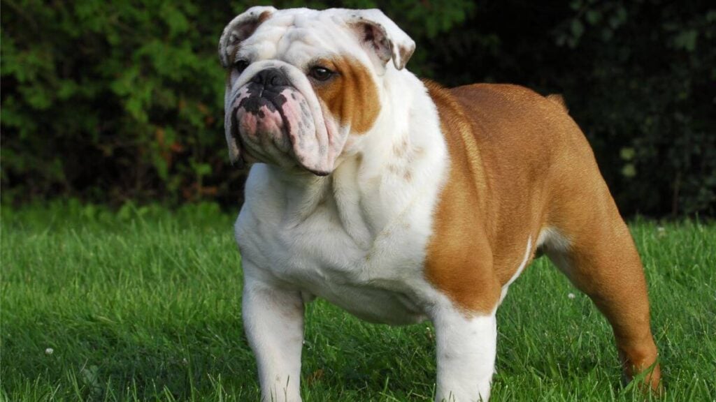 Bulldog