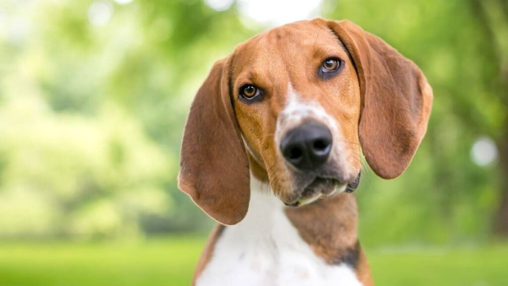 American Foxhound