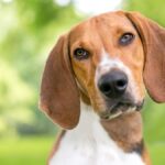 American Foxhound