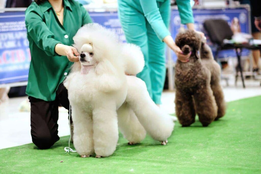 A big royal poodle in the ring at a dog show compared to another dog. Selective focus.