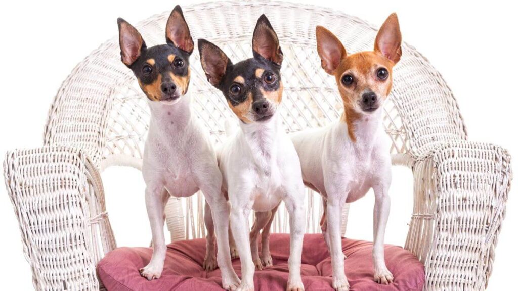 Toy Fox Terrier
