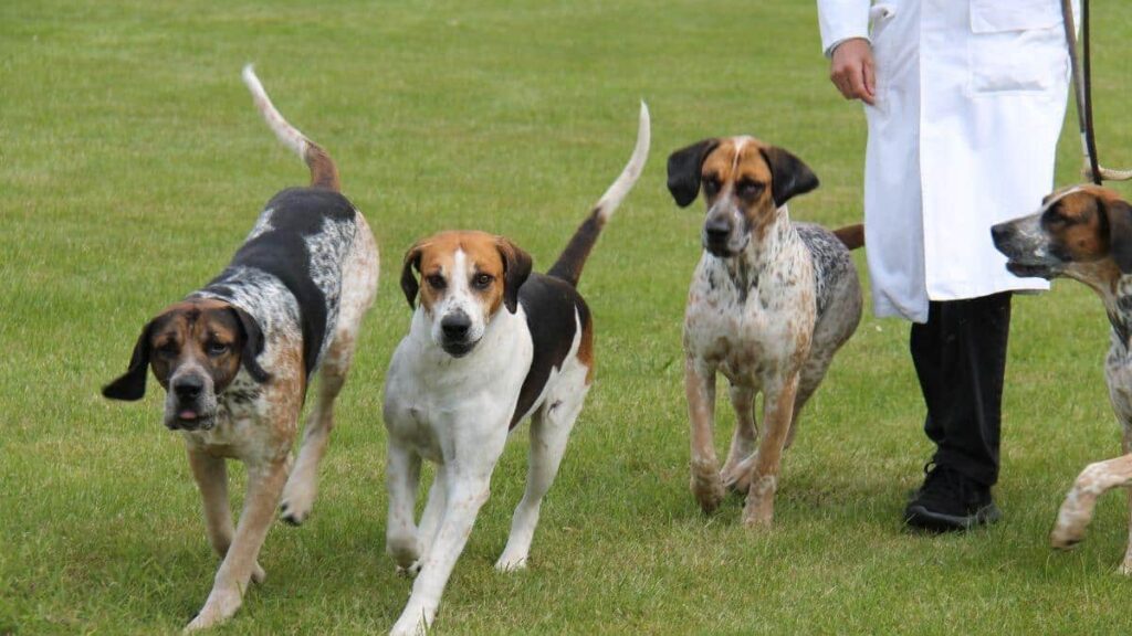 English Foxhound Dogs. Four Modern English Foxhound Dogs on a Training Exercise.