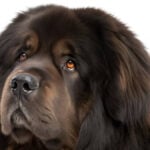 Tibetan Mastiff Dog Breed