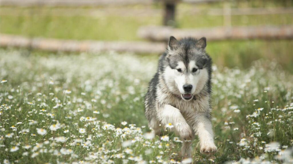 Alaskan Malamute runs happily on the vacation in the summer