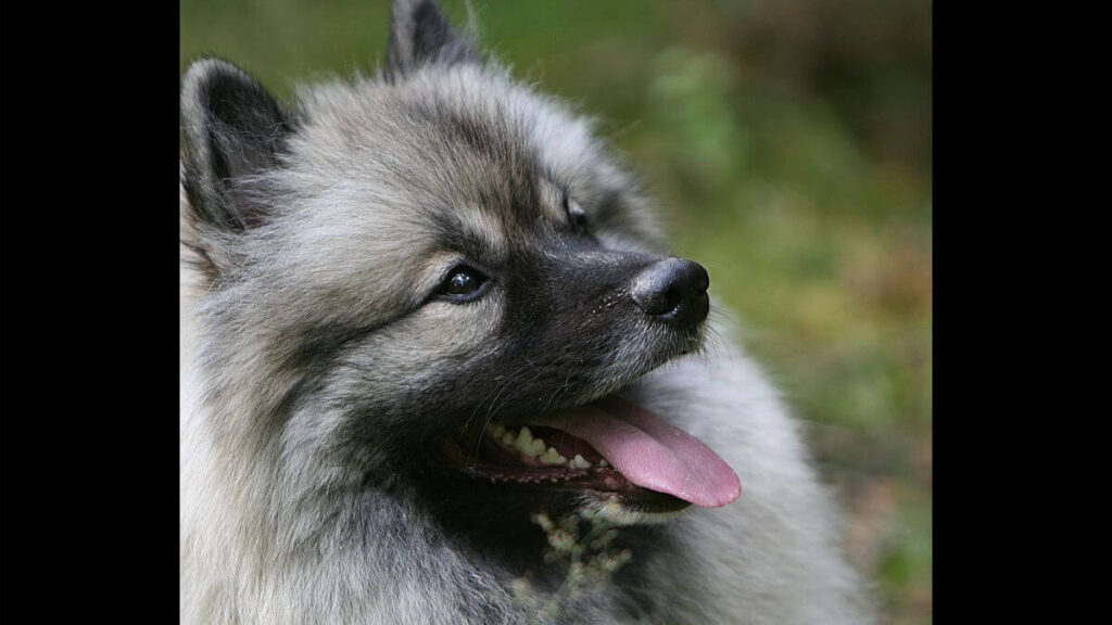 Keeshond