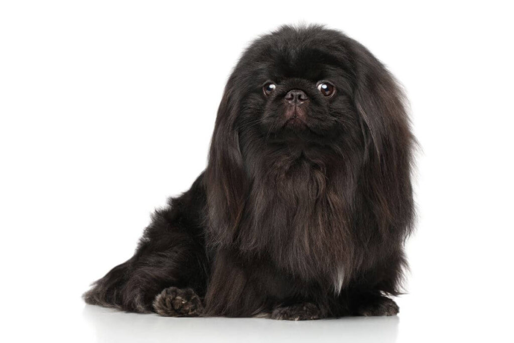 Black Pekingese dog on white background