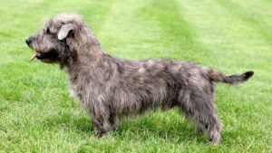 Typical Imaal Terrier on a green grass lawn