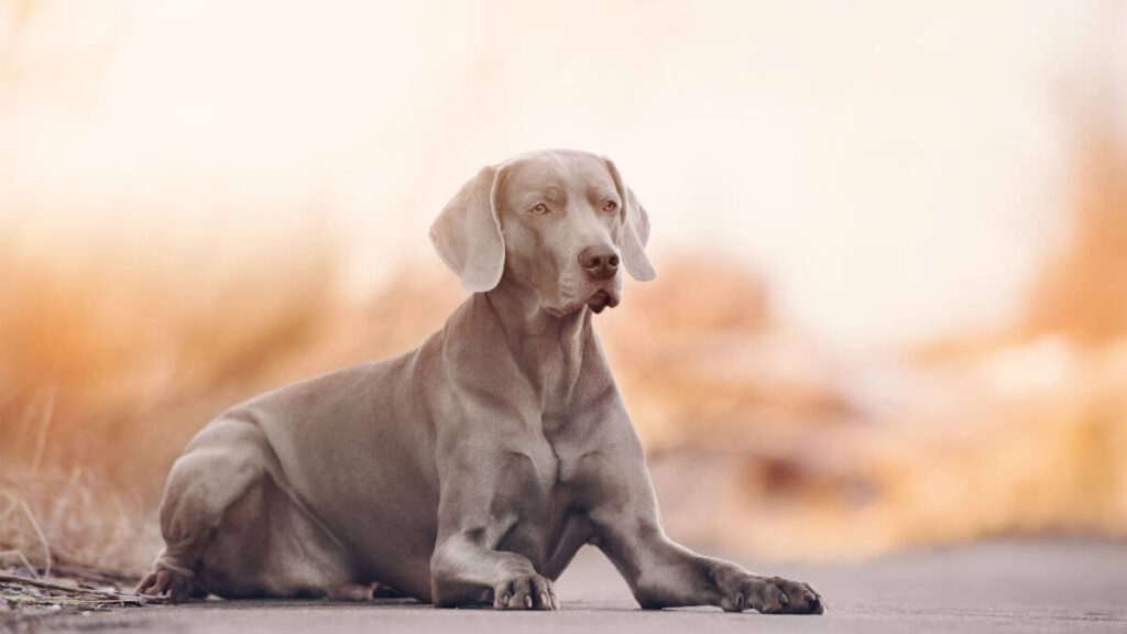 Weimaraner dog outdoors. Adorable weimaraner dog posing outdoors