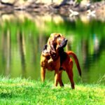 Bloodhound dog standing by the Shenandoah river in Northern Virginia