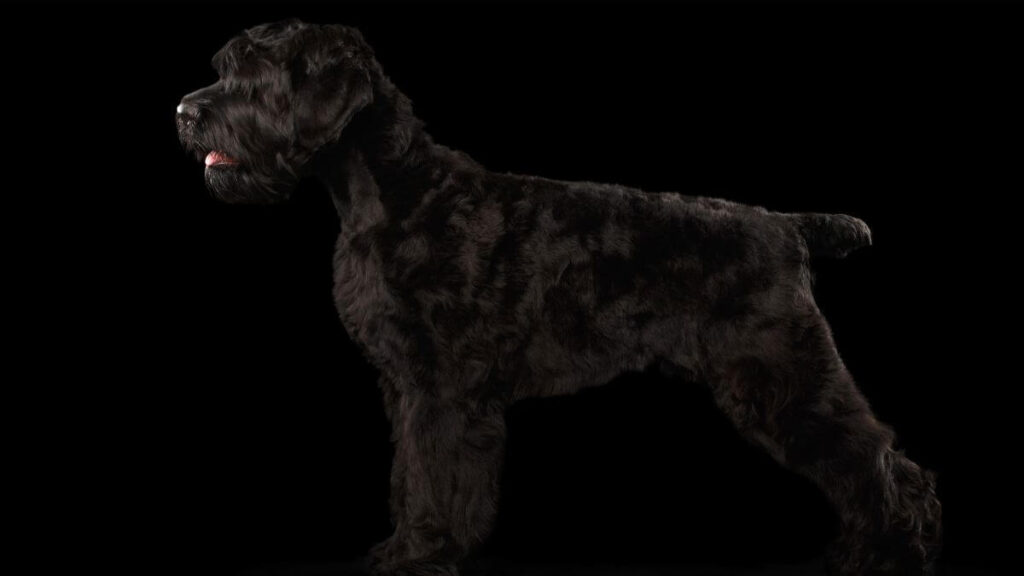 Big Russian Black terrier Dog Standing on Isolated Background, Side view