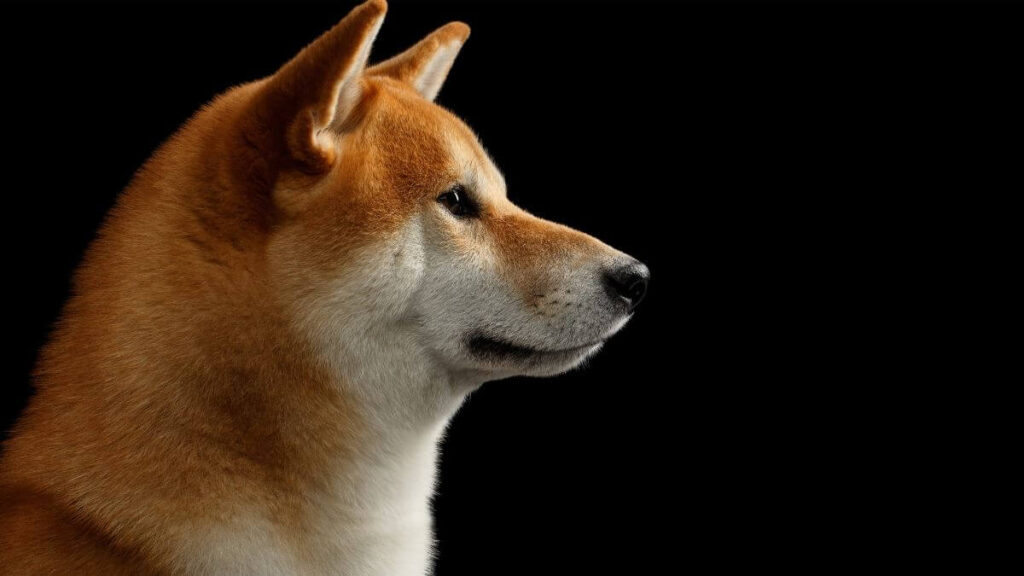 Shiba Inu