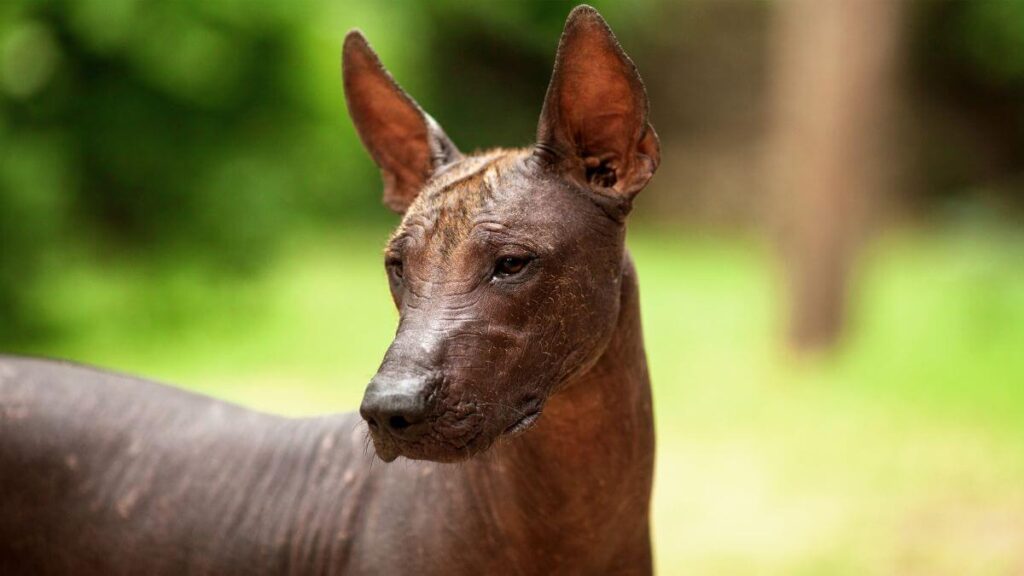Xoloitzcuintli