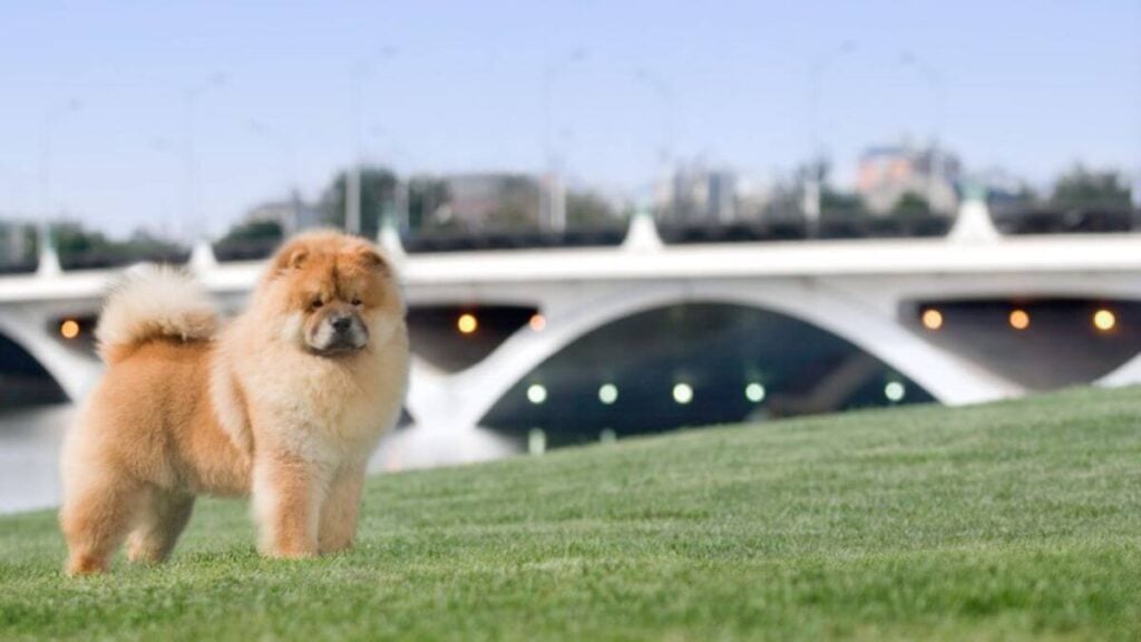 Chow Chow