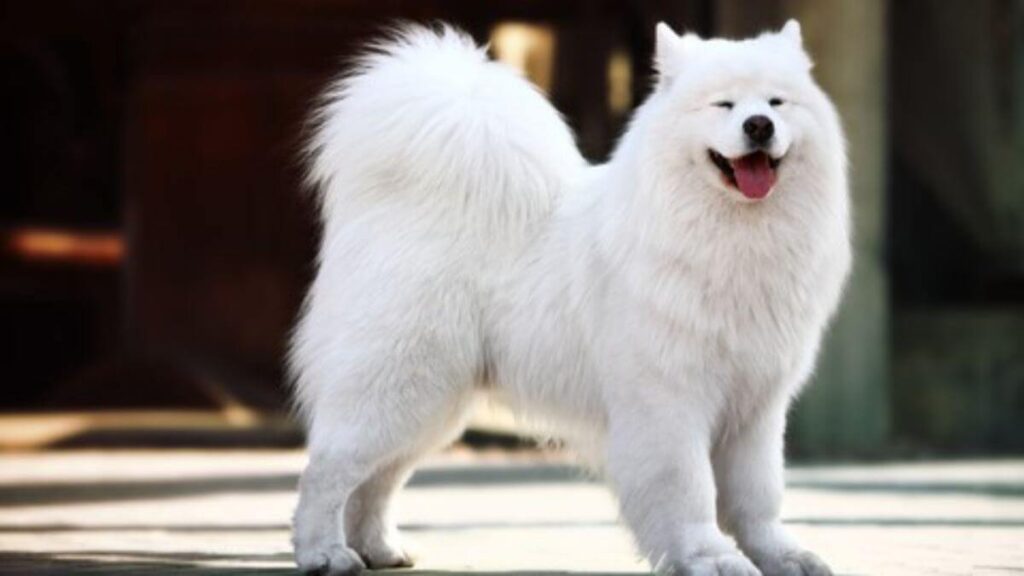 Samoyed