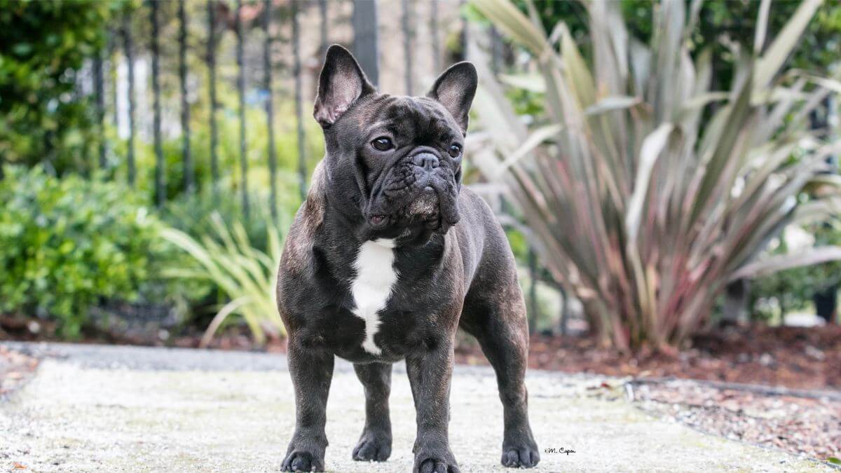 French Bulldog