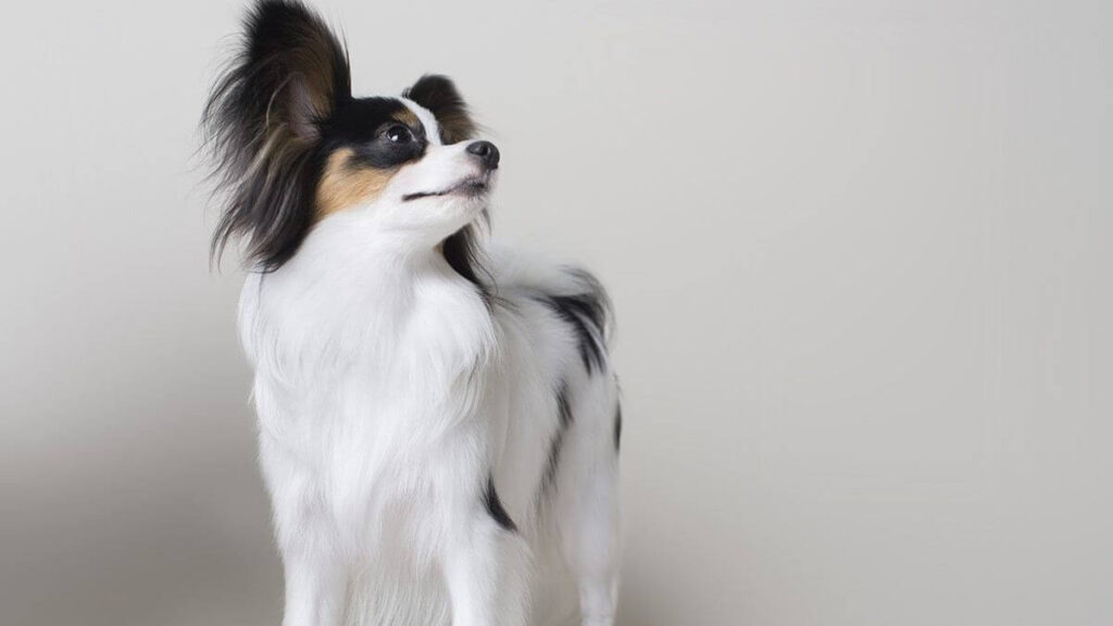 Papillon