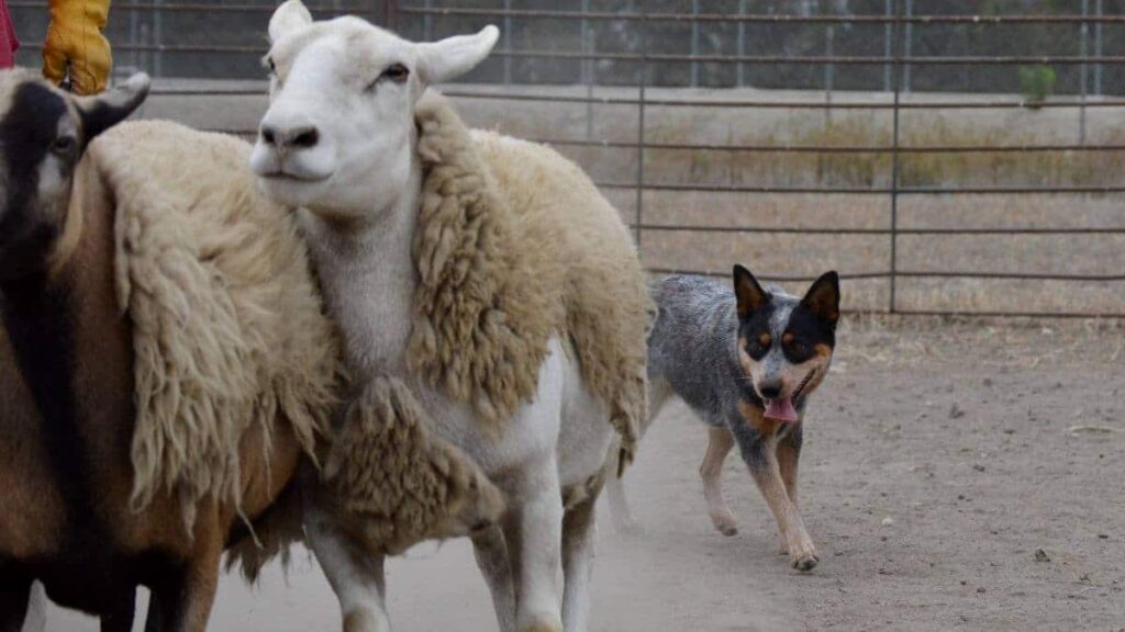Australian Cattle Dog
