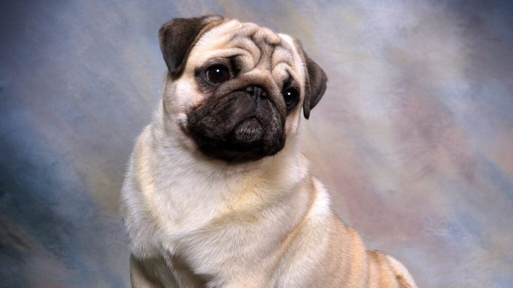 Pug