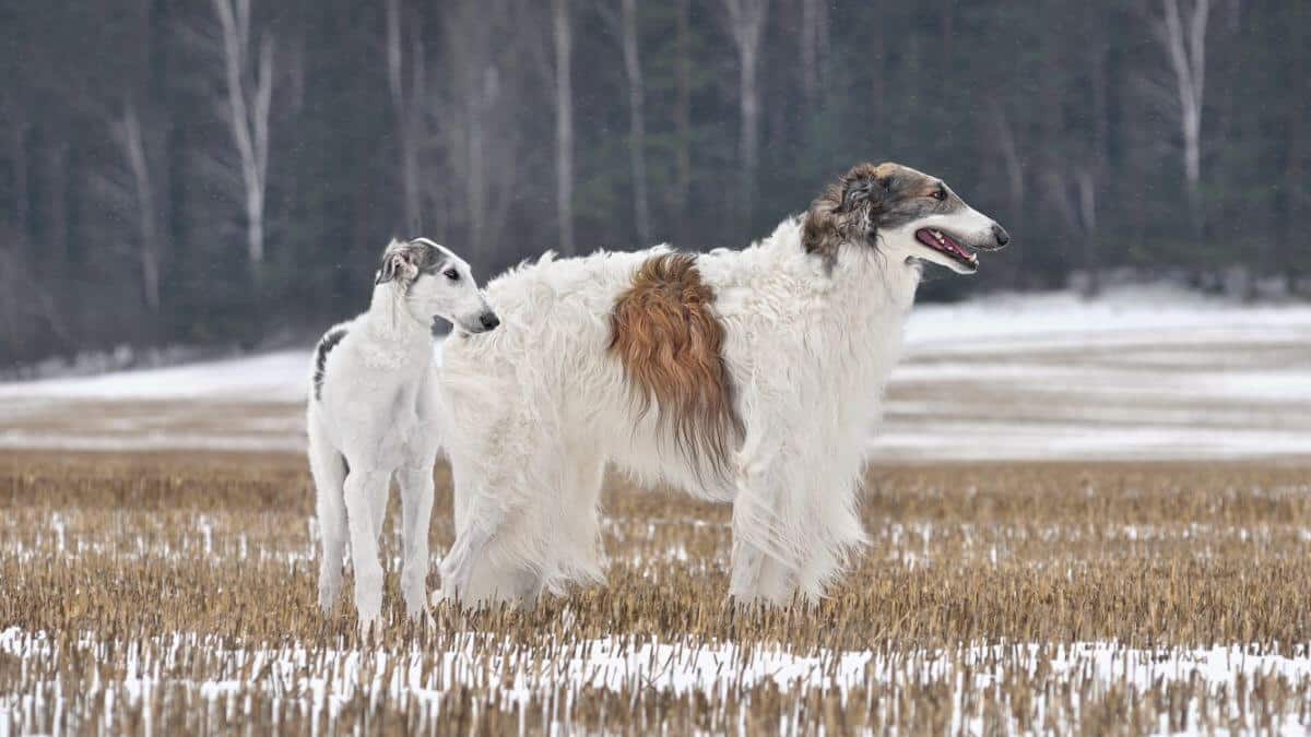two-beautiful-russian-borzoi-dogs