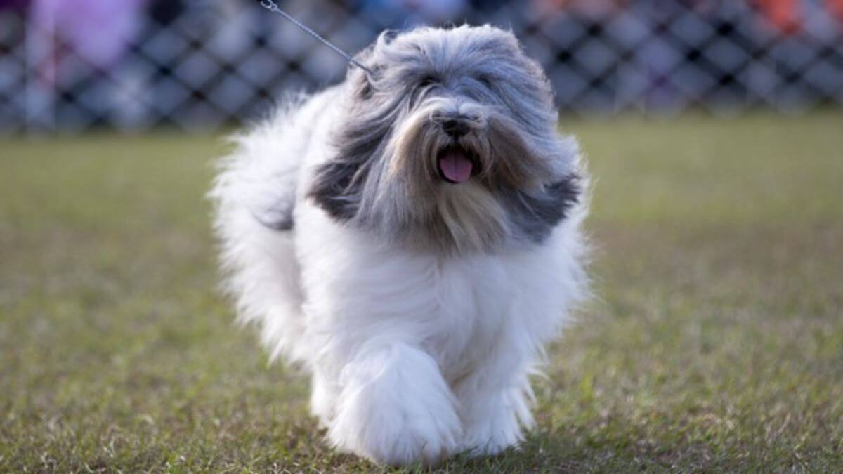 Polish Lowland Sheepdog