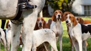 American Foxhounds before a hunt. Dogs of the Middleburg Hunt after traditional December parade down main street of Middleburg, Virginia snapping at the legs of a horse