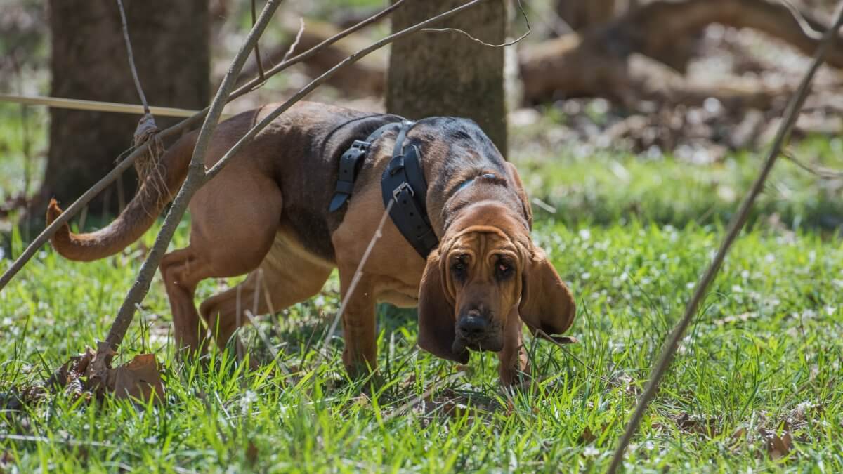 Bloodhound wearing a harness and tracking. Bloodhound working a trail in a wooded area