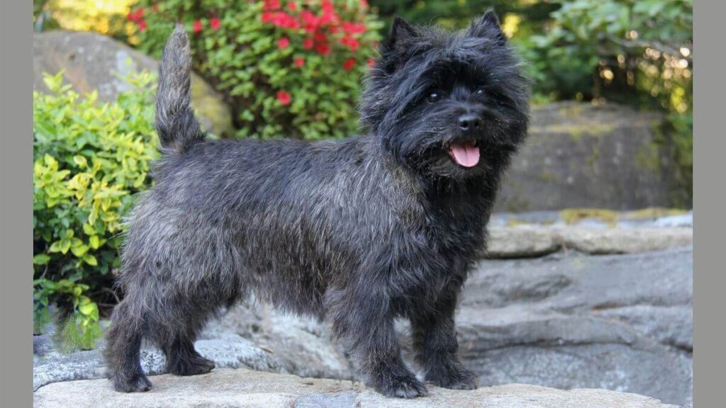 Side photo of a Cairn Terrier