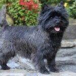 Side photo of a Cairn Terrier