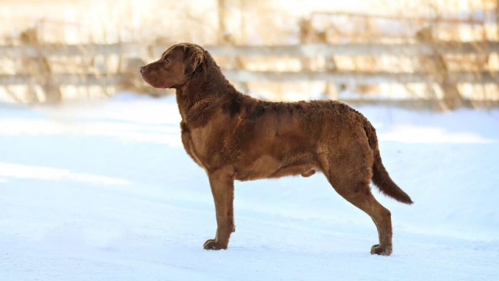 Chesapeake Bay Retriever