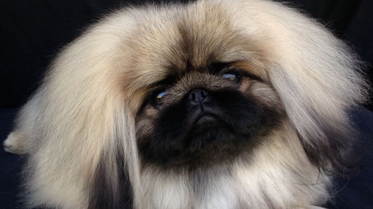 Pekingese Dog Breed