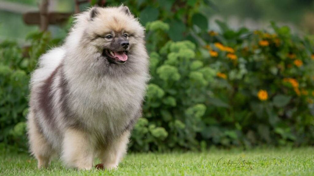 Keeshond Dog Breed
