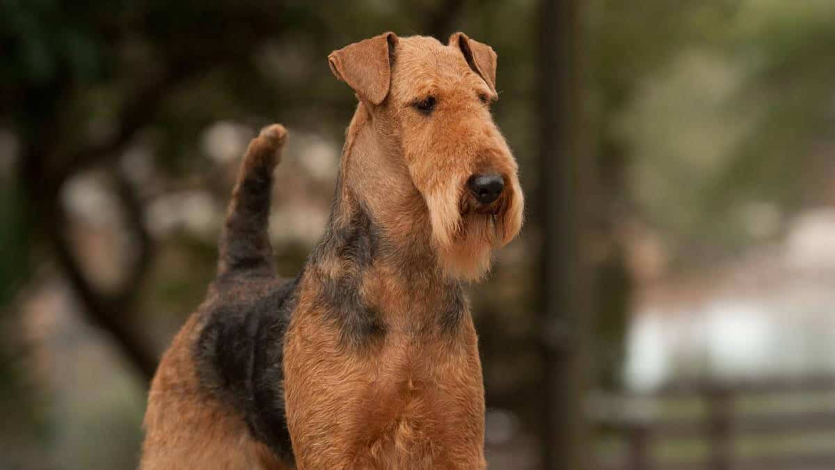 Airedale Terrier