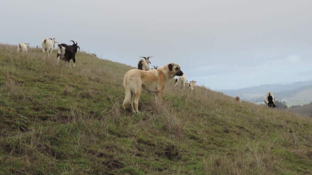 Anatolian Shepherd Dog