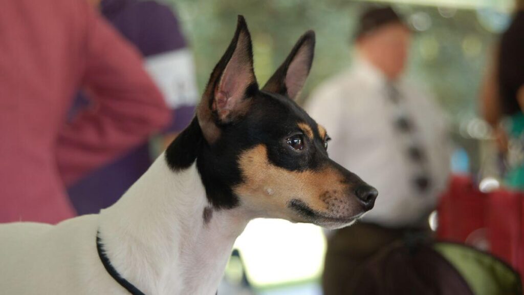 Toy Fox Terrier