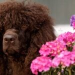 Irish Water Spaniel