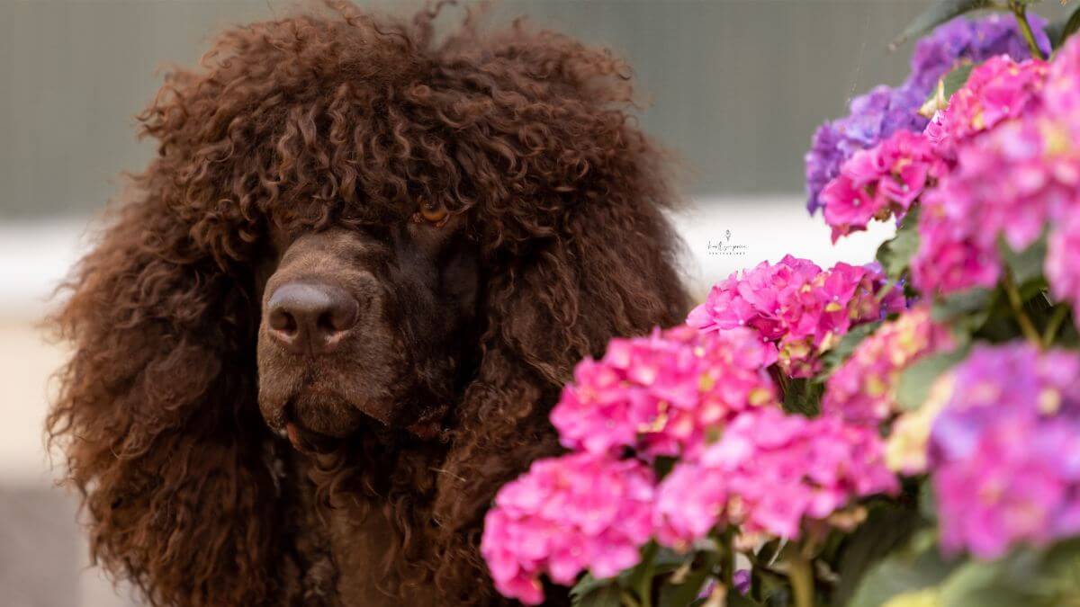 Irish Water Spaniel