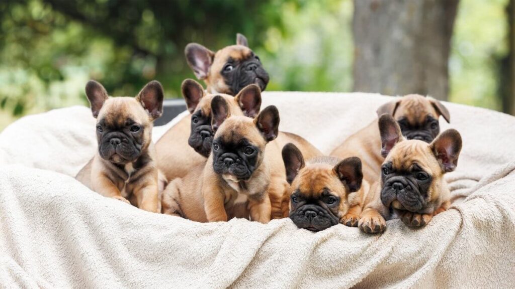 Group of red french bulldog puppies together in a pet bed outdoors in summer.