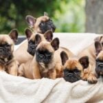 Group of red french bulldog puppies together in a pet bed outdoors in summer.